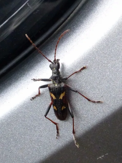 Two-banded Longhorn Beetle - photo 3