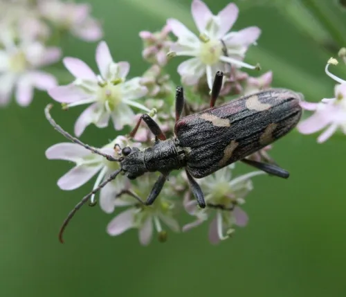 Two-banded Longhorn Beetle - photo 4