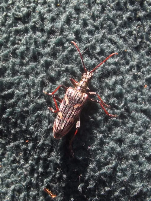 Two-banded Longhorn Beetle - photo 5