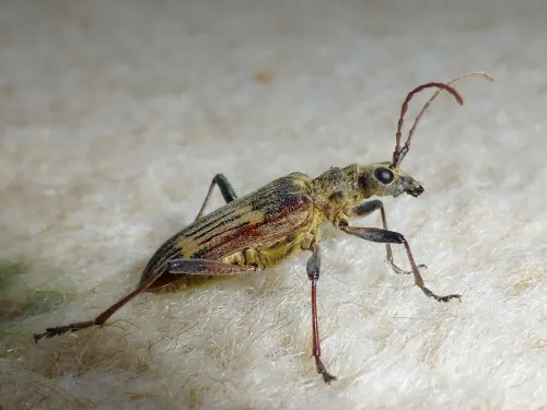 Two-banded Longhorn Beetle - photo 6