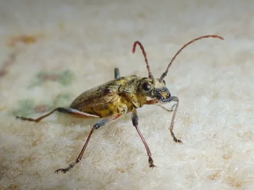 Two-banded Longhorn Beetle - photo 7