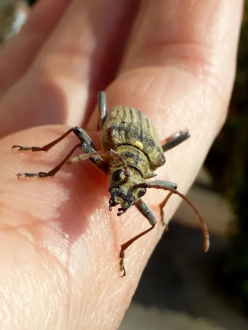 Two-banded Longhorn Beetle - photo 8
