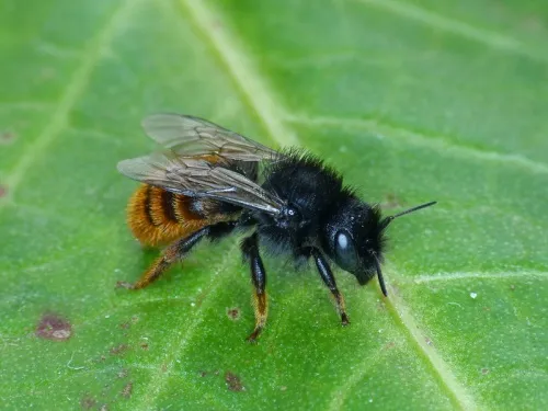 Two-coloured Mason Bee