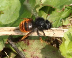 Two-coloured Mason Bee - photo 2