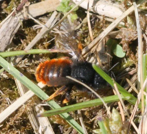 Two-coloured Mason Bee - photo 3
