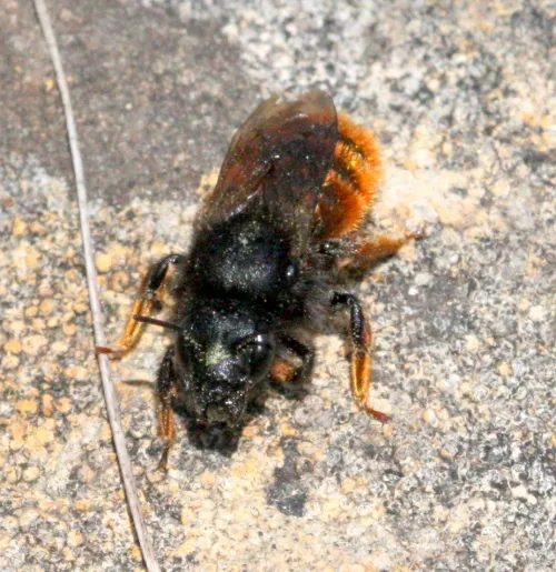 Two-coloured Mason Bee - photo 4