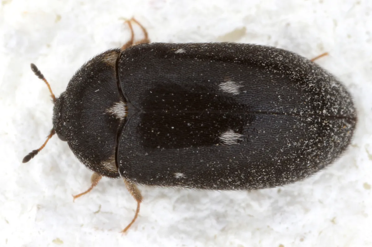 Two-spotted Carpet Beetle - photo 3