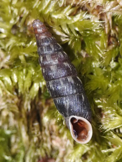 Two Toothed Door Snail