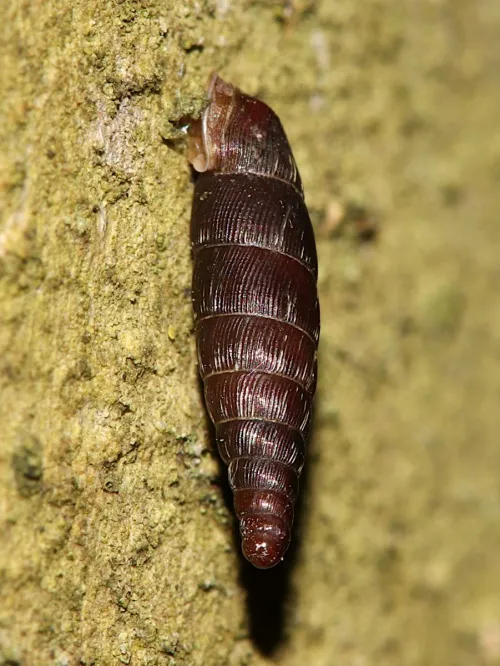 Two Toothed Door Snail - photo 2