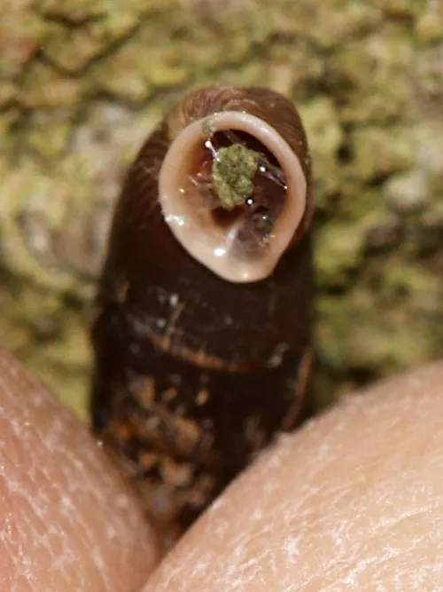 Two Toothed Door Snail - photo 3