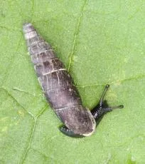 Two Toothed Door Snail - photo 4