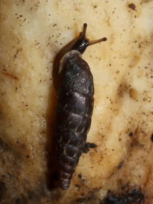 Two Toothed Door Snail - photo 5