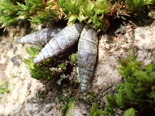 Two Toothed Door Snail - photo 6