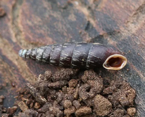 Two Toothed Door Snail - photo 7