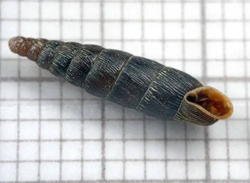 Two Toothed Door Snail - photo 8