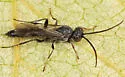 Tycherus ater