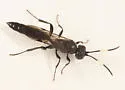 Tycherus ater - photo 2