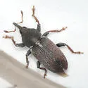 Tychius cuprifer