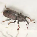Tychius cuprifer - photo 2