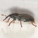 Tychius cuprifer - photo 3