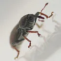 Tychius cuprifer - photo 4