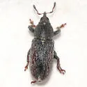 Tychius cuprifer - photo 5