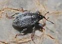 Tychius lineellus