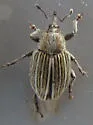 Tychius lineellus - photo 2