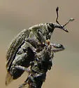 Tychius lineellus - photo 3