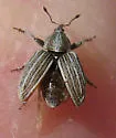 Tychius lineellus - photo 4
