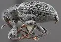 Tychius lineellus - photo 5