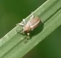 Sweet Clover Weevil