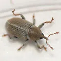 Sweet Clover Weevil - photo 2