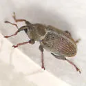 Sweet Clover Weevil - photo 3