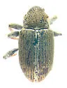 Sweet Clover Weevil - photo 4