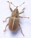Sweet Clover Weevil - photo 5
