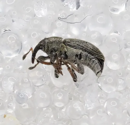 Tychius picirostris