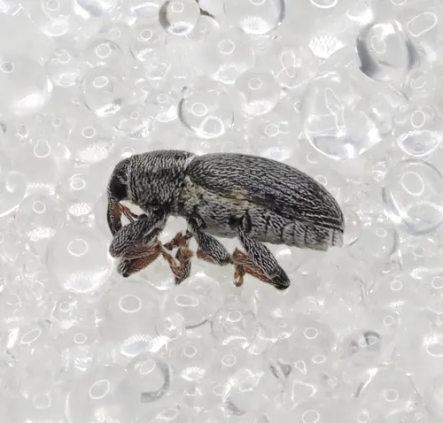 Tychius picirostris - photo 2