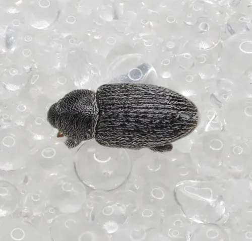 Tychius picirostris - photo 3