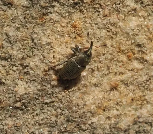 Tychius picirostris - photo 4