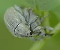 Tychius sordidus
