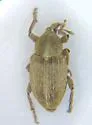 Tychius sordidus - photo 2