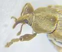 Tychius sordidus - photo 4