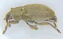 Tychius sordidus - photo 5