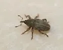 Red Clover Seed Weevil