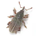 Red Clover Seed Weevil - photo 2