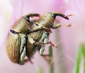 Red Clover Seed Weevil - photo 3