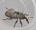 Red Clover Seed Weevil - photo 4