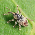 Red Clover Seed Weevil - photo 5