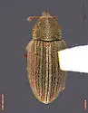 Tychius tectus - Tychius tectus